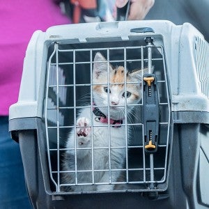 Cat in carrier at a Spayathon event