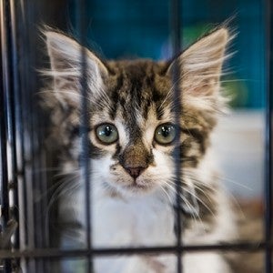 Portrait of a kitten in a cage