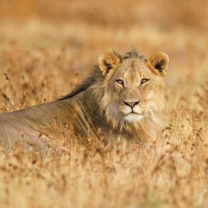 Portrait of a wild male lion resting in the grass