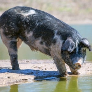 Pig sipping water from a pond