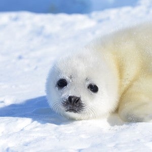 Young seal pup on the ice