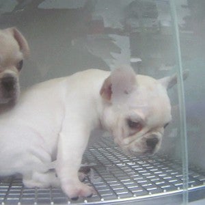 Sick Petland puppies