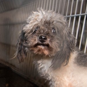 A dog in a dirty wire cage before being rescued from a puppy mill
