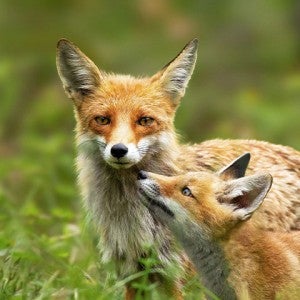 mother and baby fox, outside