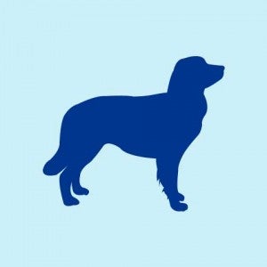 icon of dog