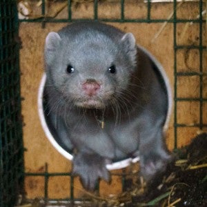 A mink in a cage from a Finnish fur farm
