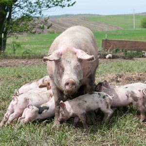 humanely raised pigs, outside