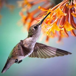 ruby-throated hummingbird sips nectar from a coral honeysuckle flower