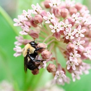bee on a milkweed plant