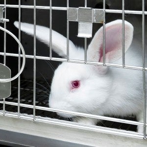 Experimental white rabbits in a cage. We do not know what the specific type of researched being performed is.