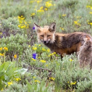 Fox in a field of flowers in Grand Teton National Park