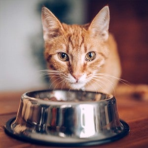 cat with bowl of cat food
