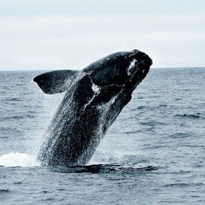 Right whale breeching