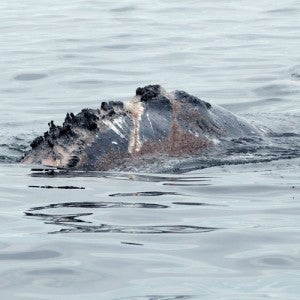 Photo showing the scars of a previous entanglement on the back of a right whale.