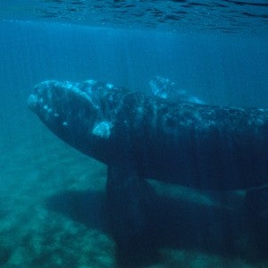 Photo of whale underwater