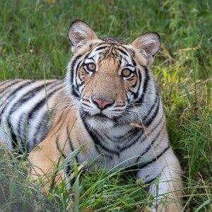 Tiger sits in the grass and stares at the camera