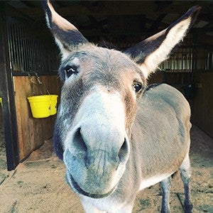 A curious donkey approaches the camera, sniffing it and trying to get a closer look
