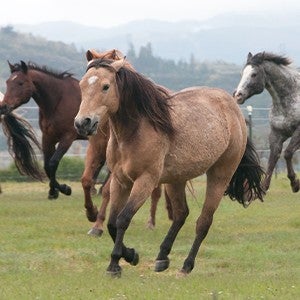 Horses gallop freely through green fields, lead by Zena the pony mare at Duchess Sanctuary