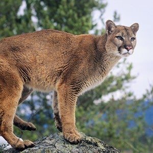 Mountain Lion standing on rock.