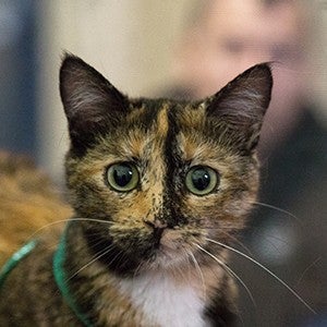 A tortie cat receives a free exam by veterinary volunteers at this free RAVS clinic
