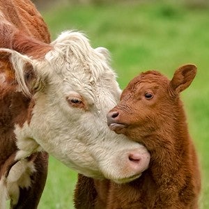 mother cow cuddles her baby calf in an open field