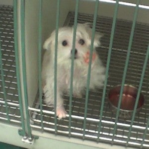 A sick Maltese was kept in the back room of the Petland in Las Vegas for about a month