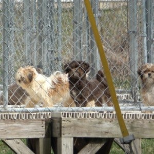 Three small dogs in outdoor cage at puppy mill