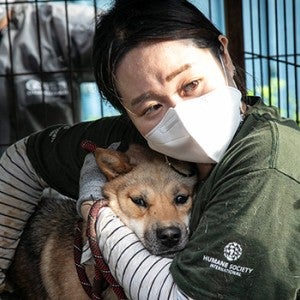Nara Kim of HSI Korea rescues a dog at a dog meat farm