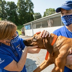 Two HSUS staff members look at a dog rescued from a puppy mill