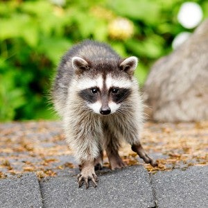 Before getting rid of raccoons in your home, check if they are coming in through the attic