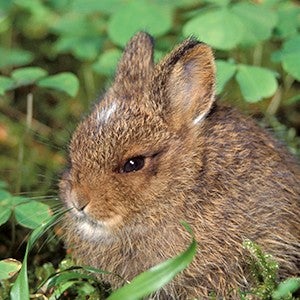 A small brown rabbit