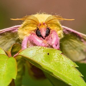 Rosy maple moth on a leaf
