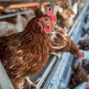 Chicken perched in a cage free facility.