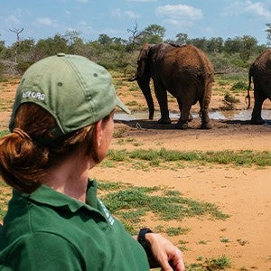 A viewer looks on at elephants grazing in the savanna.