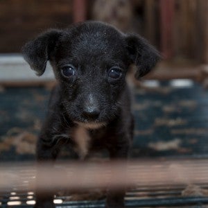 Small black dog in dark puppy mill cage