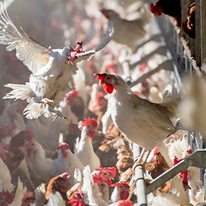 Cage-free chickens