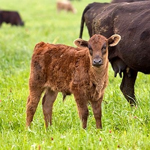 Pasture-raised cow