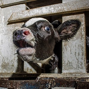 Cow in veal crate