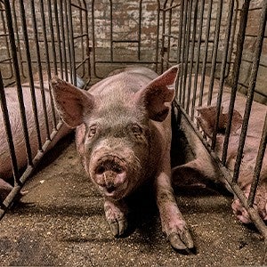 Pig in a gestation crate