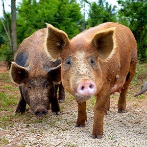 Pasture-raised pigs