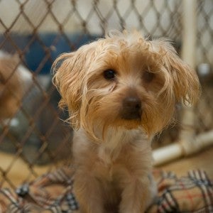 Small scared puppy in a puppy mill cage with other scared puppies in the background