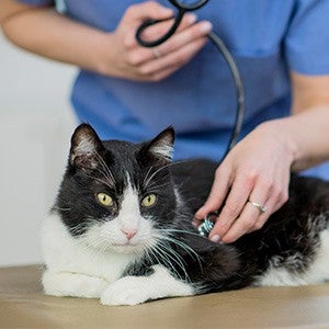 Veterinarian examining a black and white cat