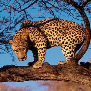 An African leopard crouches in a tree