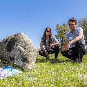 A man and a woman squat in a meadow near a pig looking at the ground