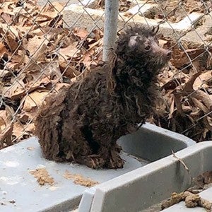 A poodle at Carol’s Kennel in Urbana, Missouri, was matted and appeared to have patches of hair loss.