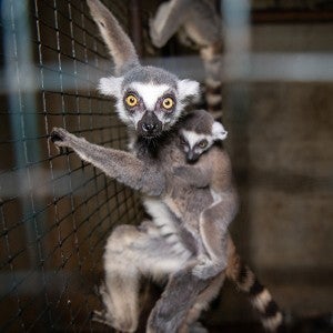 Lemurs at the Camino Zoologico in Mayaguez, Puerto Rico, before they were removed and transported to Black Beauty Ranch