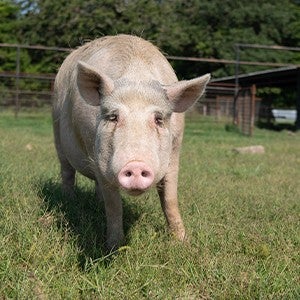 A large pig standing in a grassy pasture, looking at the viewer