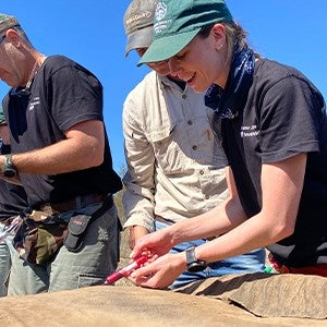 A woman in a black shirt and green hat administers an immunocontraceptive to a sedated elephant