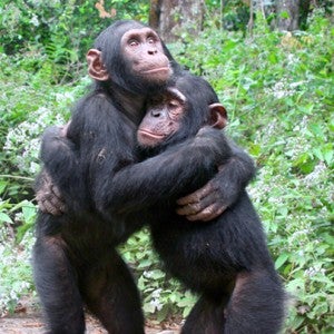 Two chimps hugging each other.
