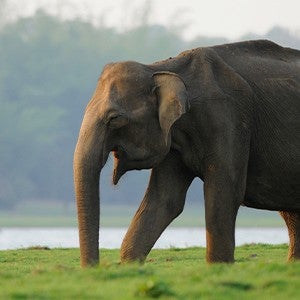 An Indian elephant walks through a grassy field with a lake and forest in the background.